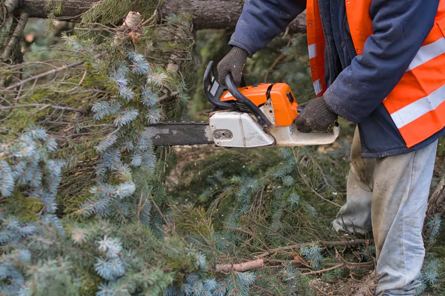Affordable Tree Removal Service Laurens, SC
