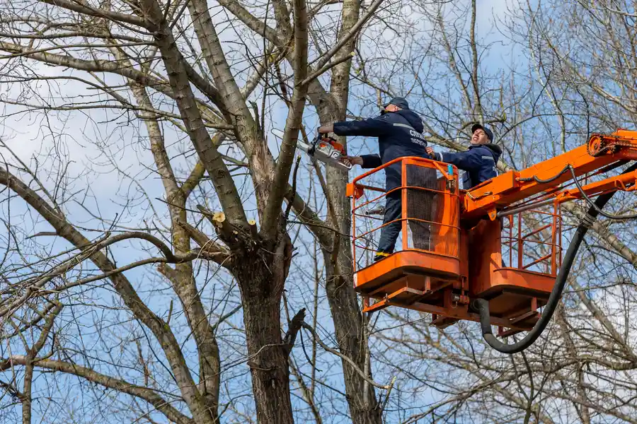 Local Tree Removal Service Laurens, SC