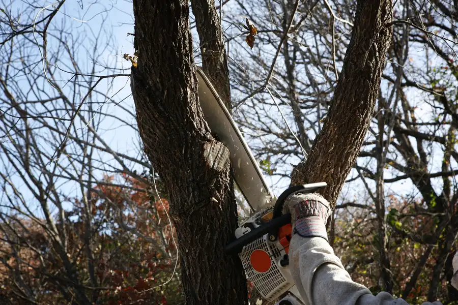Preparing Your Yard For Tree Removal Laurens, SC Preparing Your Yard For Tree Removal Laurens, SC
