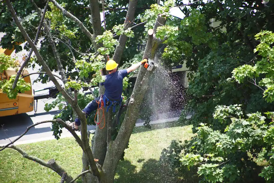 Preparing Your Yard For Tree Removal in Laurens, SC Preparing Your Yard For Tree Removal in Laurens, SC
