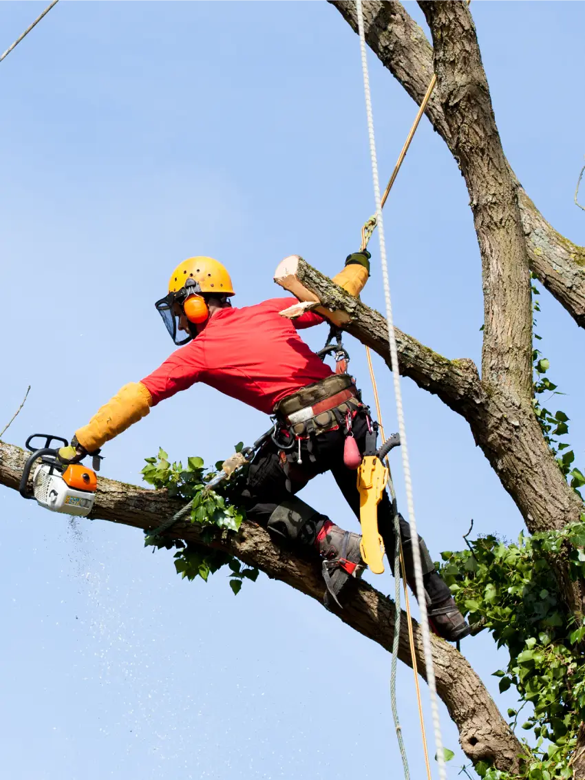 Reliable Tree Service