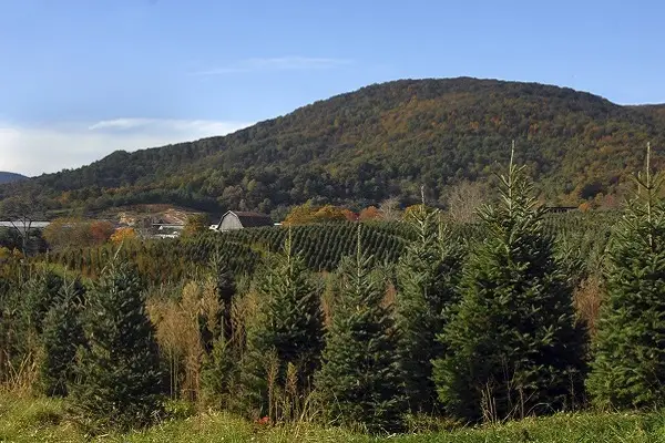 Santiago, S.G.B. Tree Services Other Services