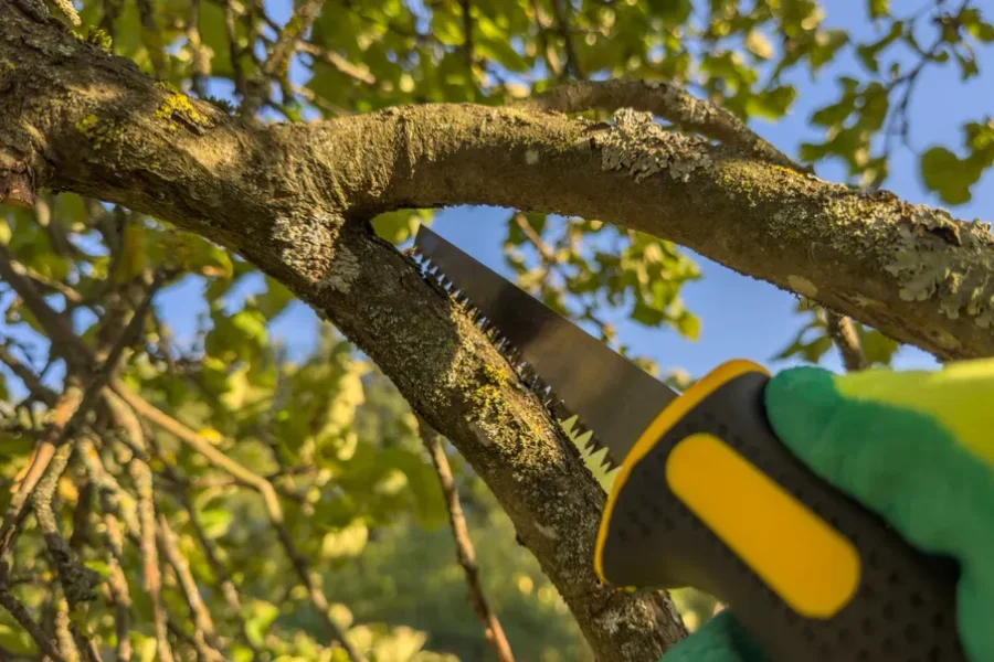 Top-rated Tree Trimming Service Laurens, SC