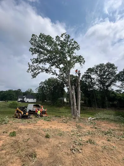 Tree Expert in Laurens, SC