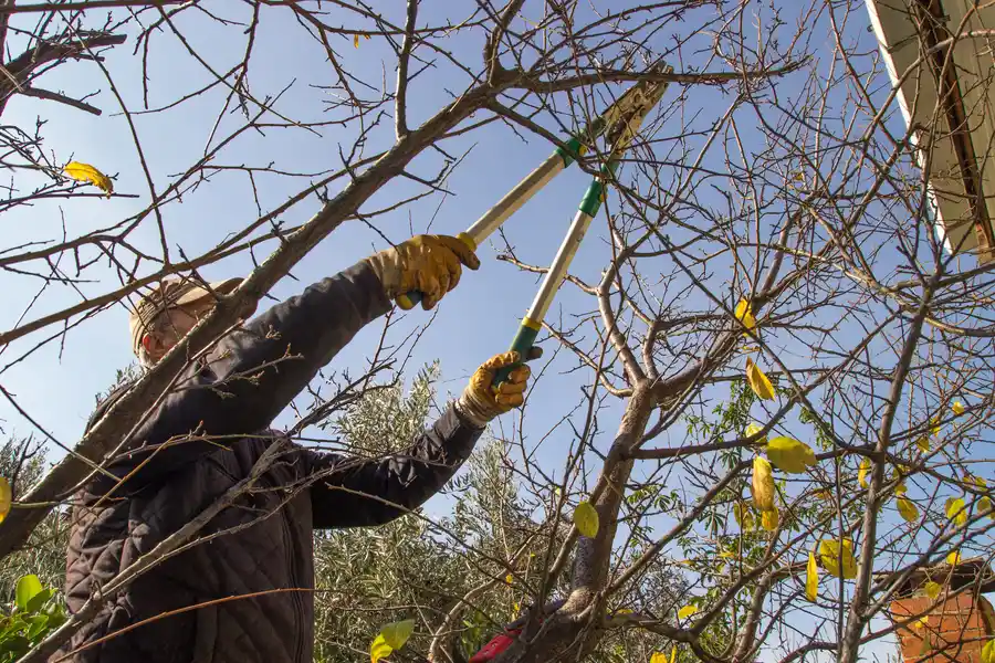 Trimming Trees Without Harming Them Laurens, SC