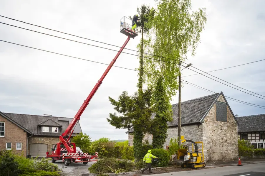 Trimming Trees Without Harming Them in Laurens, SC