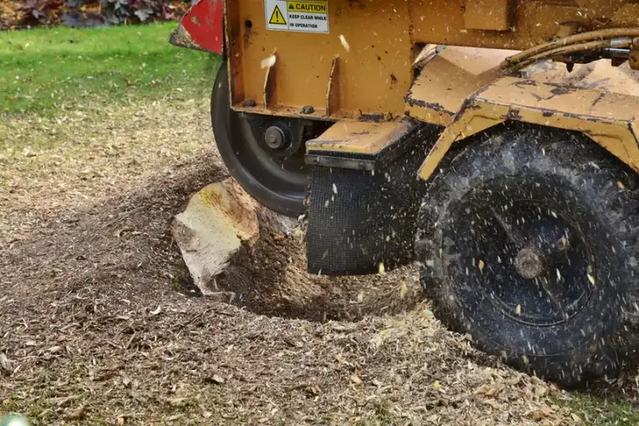 What To Expect After A Stump Grinding Service in Laurens, SC