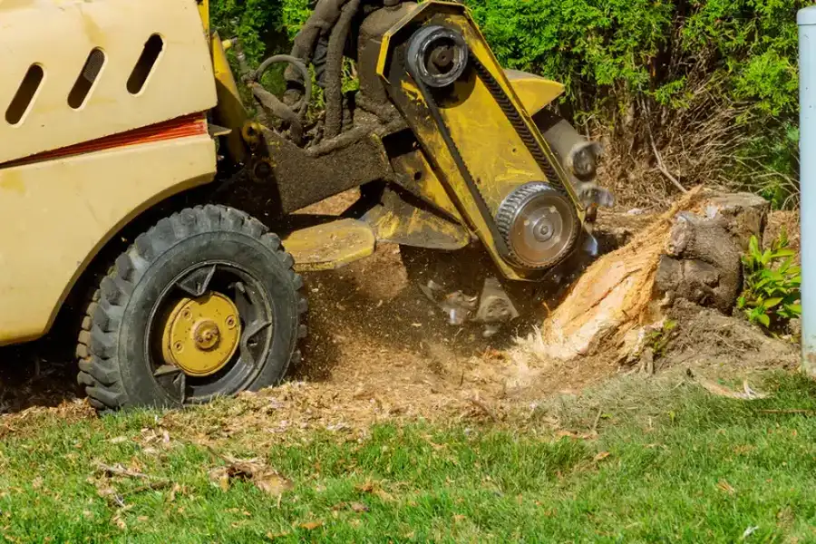 Why Stump Grinding Improves Lawn Appearance Laurens, SC