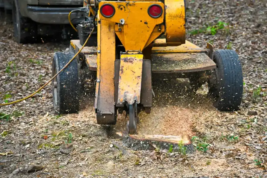 Why Stump Grinding Improves Lawn Appearance in Laurens, SC
