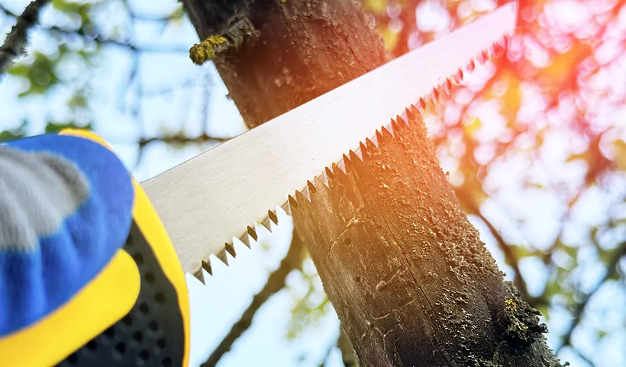 Tree Service in Laurens Other Services